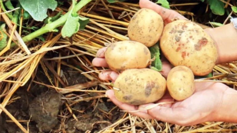 untitled-11-1773195732