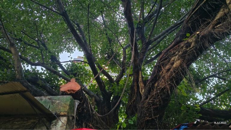 20260709-দেড়শ-বছরের-পুরোনো-বটগাছ-কেটে-ফেলেছেন-‘বিএনপি-নেতারা’