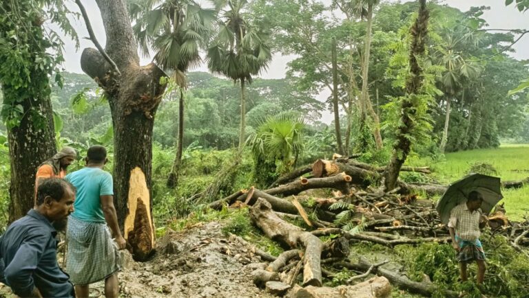 20260725-ফরিদগঞ্জে-সরকারি-গাছ-বিক্রির-অভিযোগে-বিএনপি-নেতার-বিরুদ্ধে-মামলা