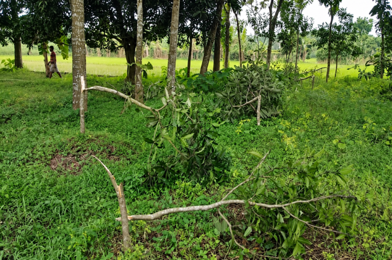 20260822-চাঁদা-ও-শারীরিক-সম্পর্কে-সম্মতি-না-দেওয়ায়-নারী-উদ্যোক্তার-ফসল-কাটার-অভিযোগ-দুই