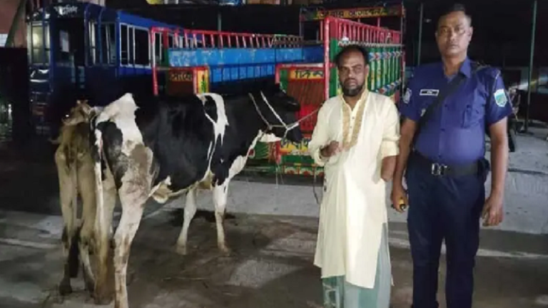 গরু